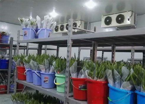 鮮花保鮮冷庫(kù)建造 鮮花保鮮冷庫(kù)建造