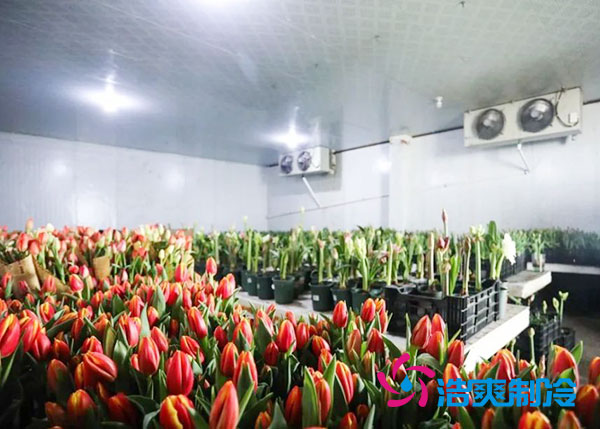 花卉冷庫安裝預(yù)算造價多少錢？-浩爽制冷