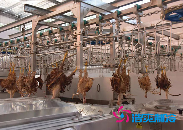 肉雞屠宰之后需要直接入速凍庫嗎？-浩爽制冷